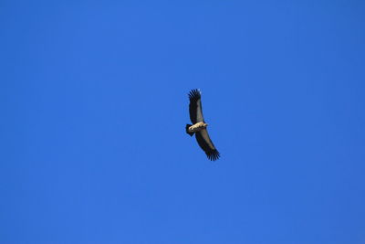 Low angle view of bird flying against clear blue sky