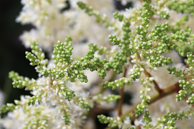 Close-up of white flowering plant