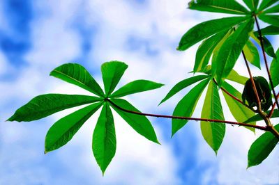 Low angle view of leaves against blue sky