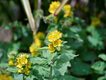 Close-up of yellow flowering plant