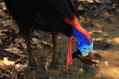 Close-up of a cassowary  bird drinking water