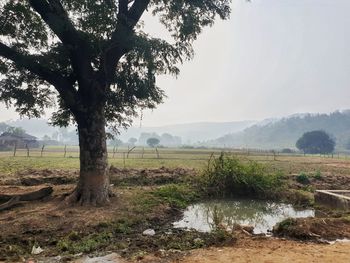 Trees on field against sky