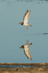 Seagulls flying over the sea