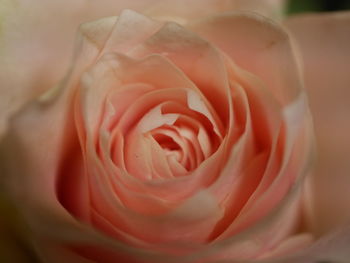 Close-up of rose