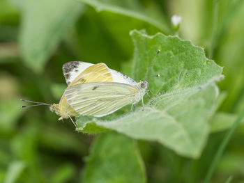 Close-up of butterfly on leaf