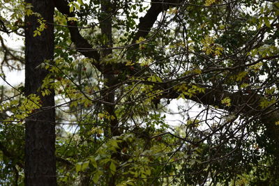 Low angle view of trees in forest