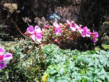 Close-up of pink flowers