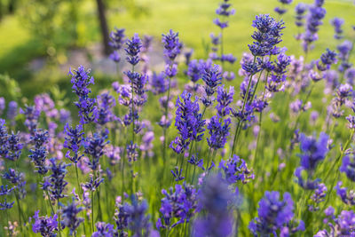 Close-up of purple flowering plants on field