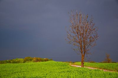 Scenic view of grassy field against sky