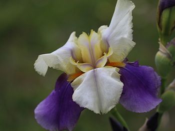 Close-up of purple flower blooming outdoors