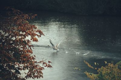 Birds swimming in lake during autumn