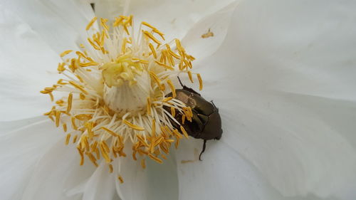 Close-up of bee on white flower