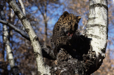 Low angle view of animal on tree trunk