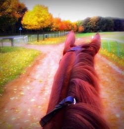 Horse in a forest