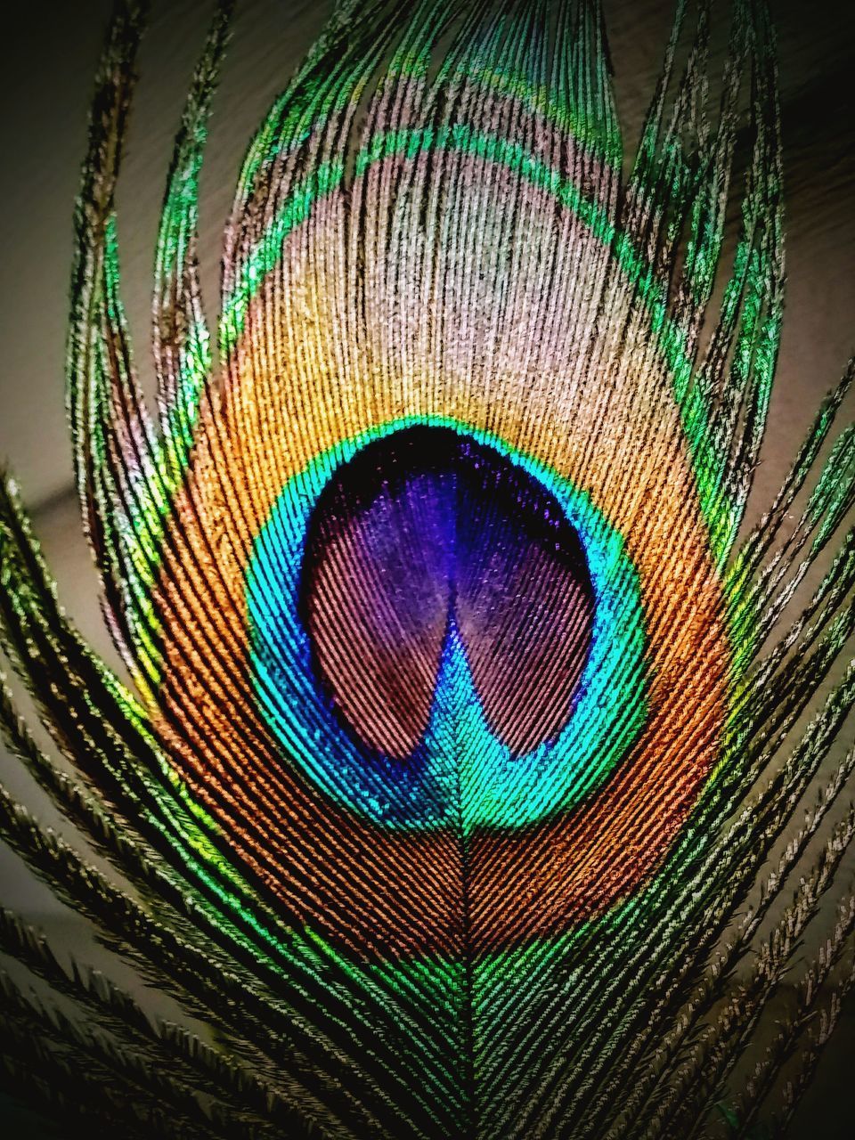 CLOSE-UP OF PEACOCK FEATHER AGAINST GRAY BACKGROUND