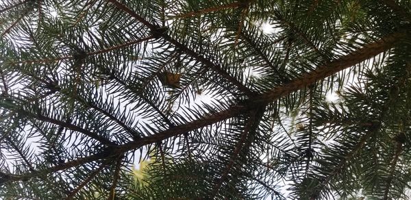 Low angle view of pine tree in forest