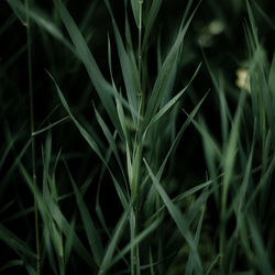 Full frame shot of fresh green grass