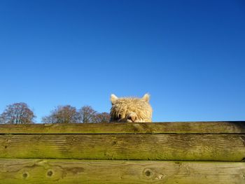 View of an animal on field against clear sky