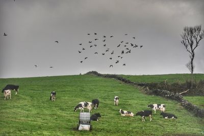 Flock of sheep grazing on field against sky