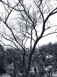 Low angle view of bare trees against sky