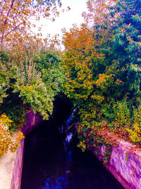 Trees in forest during autumn