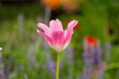 Close-up of pink tulip