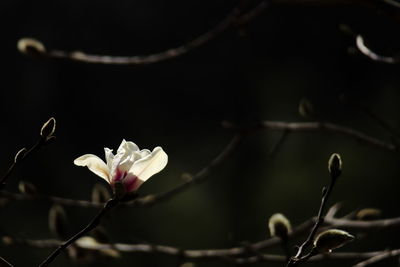 Close-up of flower growing on tree