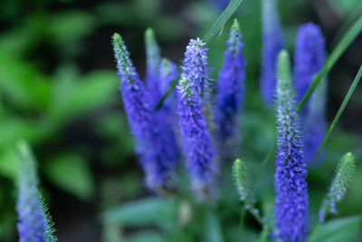 Close-up of purple flowering plant