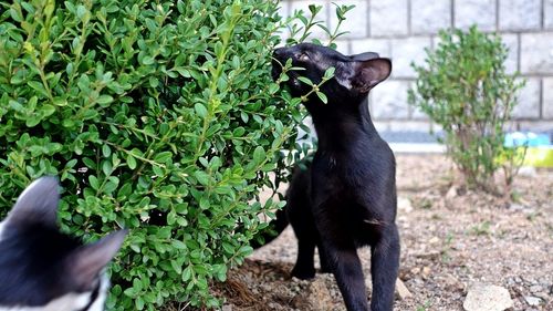 Black cat standing on plant