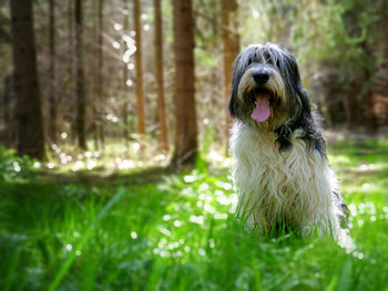 Dog looking away in forest