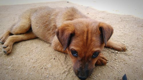 High angle view of dog resting