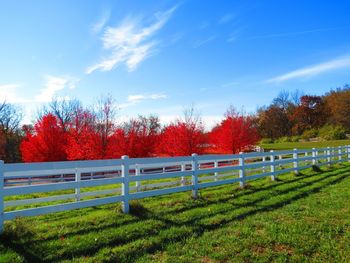 Trees on grassy field against cloudy sky