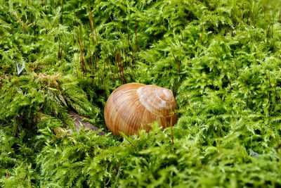 Close-up of mushrooms on field