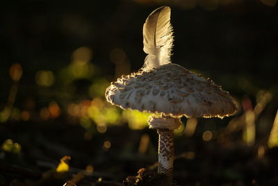 Close-up of mushroom growing on land