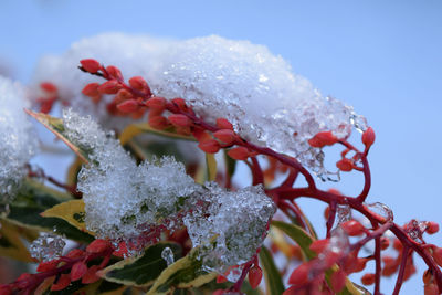 Close-up of frozen flower during winter