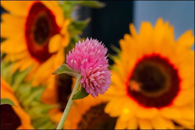 Close-up of flowers blooming outdoors