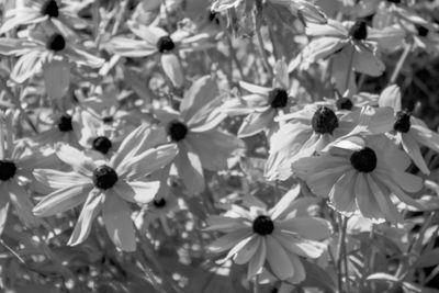 Full frame shot of white flowers