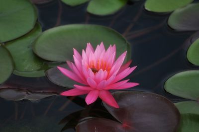 Close-up of pink lotus water lily
