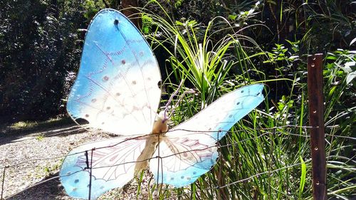 Close-up of butterfly on grass