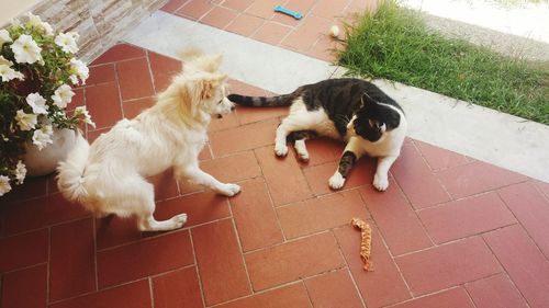 High angle view of pomeranian playing with cat on tiled floor