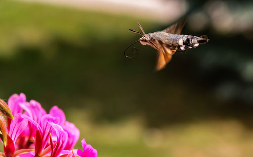 Close-up of insect pollinating on pink flower