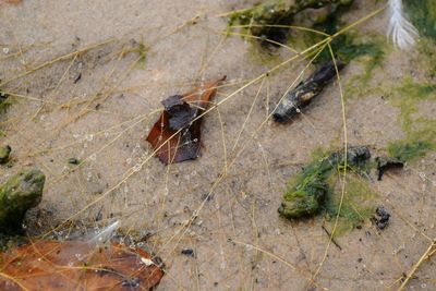 High angle view of insect on grass