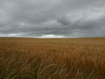 Scenic view of agricultural field against sky