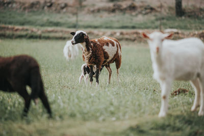 Sheep grazing in a field