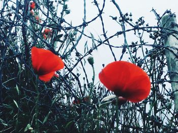 Close-up of red poppy flowers