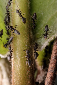 Close-up of ant on plant