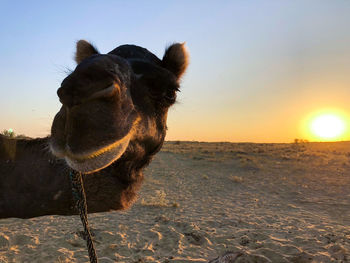 Close-up of horse on sand at field against clear sky