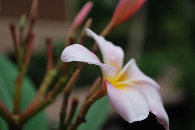 Close-up of white flowering plant