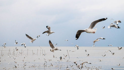 Flock of birds flying in the sky