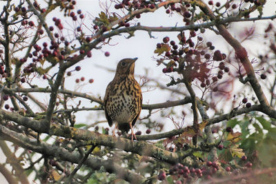 Low angle view of bird perching on tree